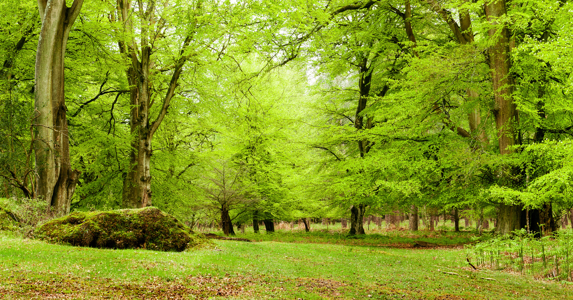 Best Walks in the New Forest